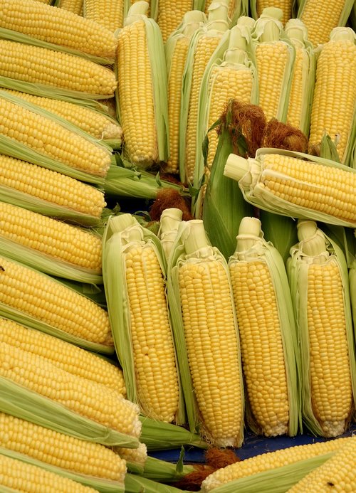  The History of Maryland’s Silver Queen Corn