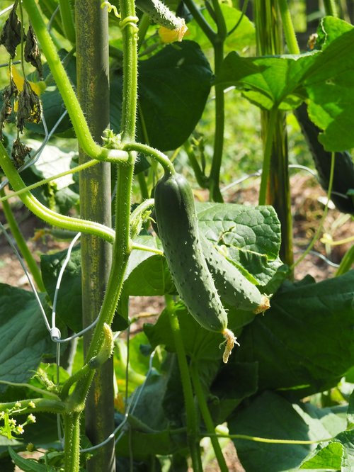  Cucumbers Are a Summer Harvest Treat