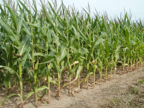  Corn on the Cob as a Perfect Summer Treat!