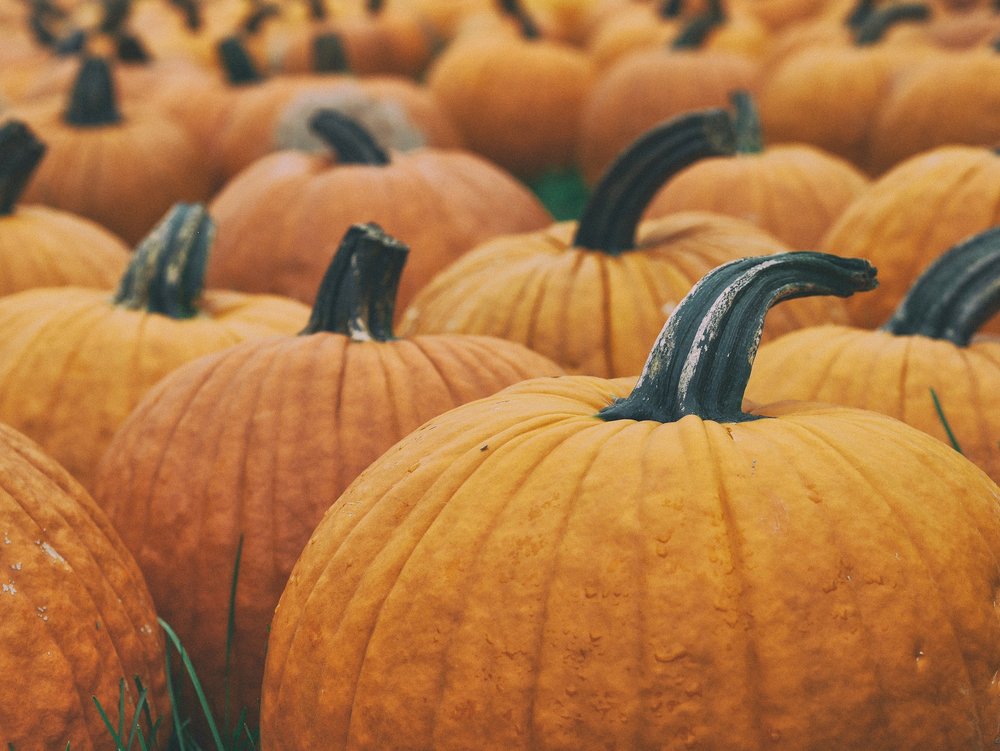 What to Do With Your Halloween Pumpkin?