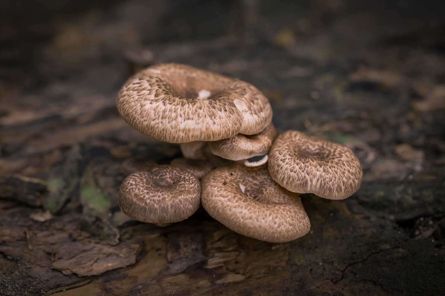 How to Cook and Clean Mushrooms