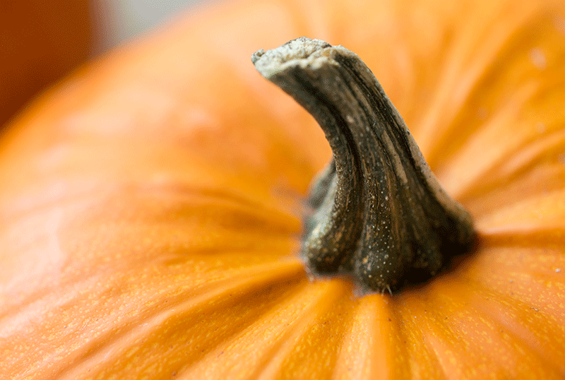 2 Pumpkin Dinner Recipes You’ve Never Tried Before