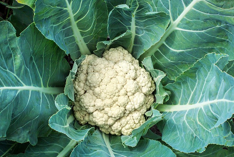 The Many Health Benefits Of Cauliflower