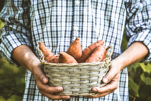 5 Reasons To Eat More Sweet Potatoes